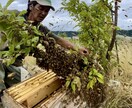 養蜂に挑戦したい！！西洋蜜蜂☆自然養蜂教えます 養蜂の始め方、副業にしたい方、蜜蜂や蜂蜜が好きな方☆ イメージ7