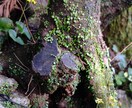 森林写真提供します 森林、紅葉前に写真です。よろしくお願いします。 イメージ4