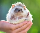 ペットの気持ちを占います 動物飼育歴30年のタロットカード士がペットの心を読み解きます イメージ8