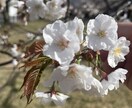 ブログ開説の完全サポート行います ブログを始めたいけど何からやればいいかわからない方応援！ イメージ1