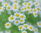 アダルトチルドレンの方＊60分優しく寄り添います 毒親育ちでお悩みの方、つらいですよね…お話お聞きします☘️ イメージ6