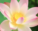 福井県嶺北のお墓参りさせていただきます 線香、蝋燭、お花をお供えします。 イメージ1
