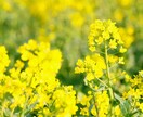 恋愛成就の伴走 その恋が叶わない理由を霊視します 恋が叶わない理由の先にある、あなたを幸せにする真実の鑑定 イメージ8