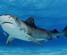 水泳の練習メニュー考えます 水泳が大好きな方。フィトネスとして泳ぎたい方。 イメージ1