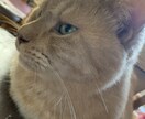 猫の飼い方教えます 産まれたときから猫と共に過ごした経験 イメージ3