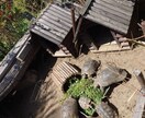 生き物に関する悩み疑問聞きます 大の生物好きが生き物に関するあらゆる相談、疑問聞きます。 イメージ2