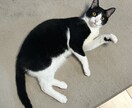 犬・猫・小動物・爬虫類のお悩みお聞きします 動物看護師の目線で大切なペットとの生活についてお聞きします イメージ3