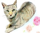 先着2名！愛しの猫ちゃん似顔絵描きます 色鉛筆で、大好きな猫ちゃんのの可愛い瞬間を描きます！ イメージ3