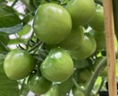 家庭菜園初心者さん向けアドバイスをします 小さな庭でも一緒に野菜づくり楽しみましょう！ イメージ4