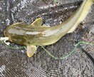 川釣を始める方に道具等の紹介をします 学生ならではの釣り方や、小さい所の攻め方まで イメージ3