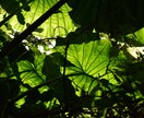 景色や日本の観光地の写真を提供いたします 待ち受けやいろいろな場面でお使いください。 イメージ3