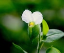 癒しとして里山の野草を中心に写真をお届けします 自然はあなたのストレスを和らげ、癒してくれます。 イメージ4