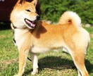 ドッグトレーナーが愛犬との向き合い方を教えます ワンちゃんについての悩みを解決しよう！ イメージ1