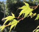 日常の中の素敵な風景撮影します 日常の中の風景写真的なイメージです イメージ3