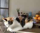 初めはメッセージでお受けいたします お話大好きです☆話しやすいとよく言ってもらえます☆ イメージ2