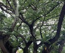 霊視鑑定します 今のお悩みを霊視します。恋愛、仕事、家庭、その他。 イメージ1