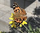 オトナ幼いイケメンが優しいトーンで褒めます ～褒めてほしい方へ、あなたのすごい所、教えてください～ イメージ5
