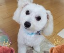 ペットロスやペットのお話し聞きます ペットは大事な家族ですからね♡ イメージ2