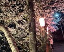 桜の画像などを用意しています 夜桜の画像を用意しています他の写真も用意できます イメージ3