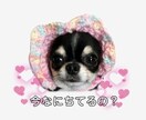 ペットのLINEスタンプ作成します とびっきり可愛いオリジナルスタンプ！ イメージ10
