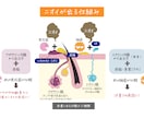 使いやすく分かりやすい！カラダのイラスト作成します 医療・健康系WEB・書籍に！わかりやすく説明をサポートします イメージ7