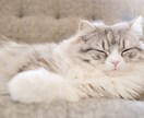 否定拒絶なし◎孤軍奮闘するあなたの心、楽にします 諦められない恋、自慢話やノロケ話、ストッパーなしで話そうよ✨ イメージ5