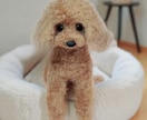 大切な愛犬さんをお作りします うちのコ羊毛フェルトワンコオーダー イメージ2
