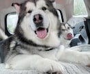大型犬と猫の飼い主。飼い方やお手入れ相談乗ります アラスカンマラミュートのしおむすび♡愛犬愛猫のお悩み相談室 イメージ7