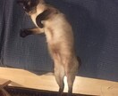 ペットにおすすめ！ビデオからイラストを描きます 動物園や道で見つけた可愛い／面白い動物の動画を一枚の静止画に イメージ7