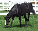 誰も知らない馬券術を販売します 不思議な不思議な馬券術パート1 イメージ1