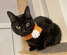 ねこちゃんわんちゃんの撮影用マフラー編みます 可愛いねこちゃんわんちゃんがさらに映える可愛いマフラーです♪ イメージ3