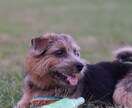 愛犬との“愛おしい日常”を映画の一コマにします 「今」しかない表情を、一生モノの宝物に イメージ1