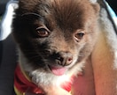 わんちゃん、ねこちゃんの相談乗ります 犬猫の飼い方がわからない人へ。 イメージ1
