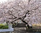 現役看護師が相談にのり質問に答えます 看護師を目指す方、看護学生、新人看護師、患者家族の方へ イメージ1