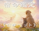 亡くなったペットの気持ちと魂のご縁を読み解きます 虹の橋を渡ったあの子の気持ちと伝えたい想いを視る イメージ1