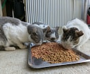 犬猫の悩みごと、何でも相談にのります 保護犬猫ボランティア歴6年。気軽にご相談ください！ イメージ5