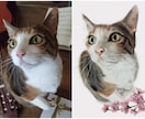 あなたのペット・犬・猫などの似顔絵を描きます 写真のようなリアルな あなたのペットのイラストを製作します イメージ2