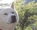 あなたのお気持ちに寄り添い的確なアドバイスをします まるで貴方になったように気持ちを重ね､お気持ちをラクにする イメージ1