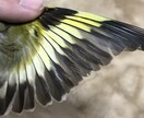 分からない野鳥教えます 〜初心者から最短で野鳥博士になりませんか？〜 イメージ6