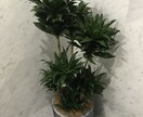 観葉植物の育て方を樹種により詳しくご説明します 樹種によって特性(暗さに弱いなど)は全然違う！！ イメージ5