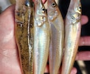 釣りを始めてみたい方の質問お受けします 釣具屋勤務による生の情報をお届けします。 イメージ2