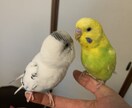 セキセイインコの飼育についてアドバイスします 初めての飼育で不安な方、飼育を検討中の方へ イメージ1