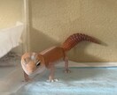元ショップ店員100匹飼育のプロが爬虫類相談します 大型蛇からヤモリまで！拒食や飼育環境の悩みをプロが解決 イメージ6
