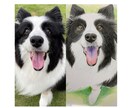色鉛筆で手書きの愛犬との特別な瞬間を描きます 世界でたった1枚の宝物をアートとして残しませんか？ イメージ3