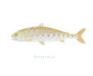 釣った渓流魚を透明感のある水彩で描きます 川ごとに違う色と模様を、水に溶ける色鉛筆で一枚に イメージ2