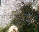 私トイプードルを飼ってます ペットといえど同じ家族です一緒に問題解決しましょう。 イメージ3