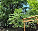 maki6566スピリットガイド伝え人が視ます 人生悩みに光を　霊視チャネリングでお伝えいたします。 イメージ5