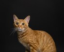 可愛くペットの写真を撮ります まるでスタジオのような写真が撮れます♪ イメージ5