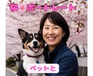 桜の時期にしか撮れない「桜ポートレート」撮ります お好きな時にお好きな場所でお好きな人と沢山撮りましょう！！ イメージ9