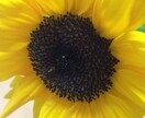 夫婦問題 離婚でお悩みの方！メールにてご相談承ります。 イメージ1